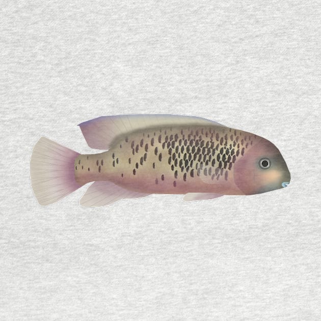 Sarabia Cichlid by FishFolkArt